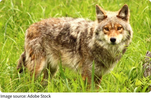 Mengenal Coyote