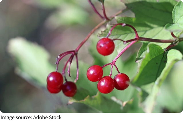 Evde Meyve Yetiştir