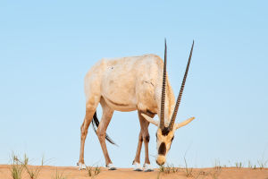 Saving Our Wildlife