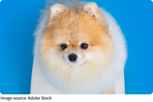 Puppy Care Guide