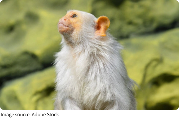 Shimmering Marmoset Magic