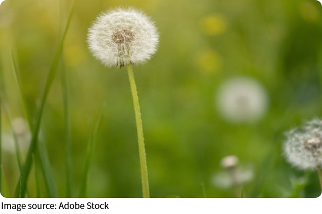 Primavera Fotográfica