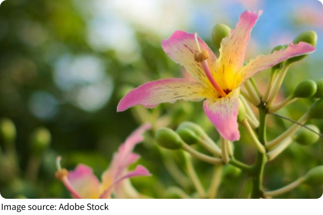 Floss Tree Bloom