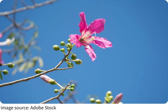 Silk Tree Magic