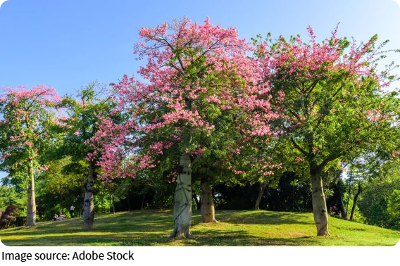 Floss Tree Bloom