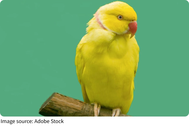 Sağlıklı Evciller