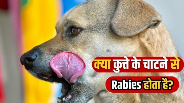 Can a dog lick also cause rabies infection, learn from experts Can a dog lick also cause rabies infection, learn from experts