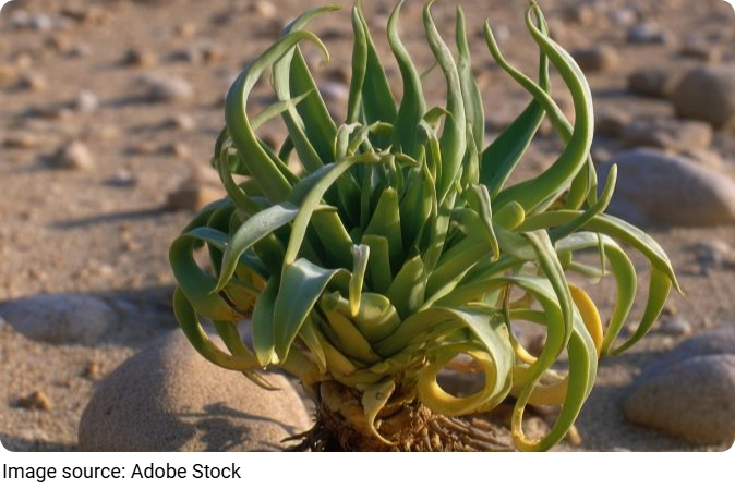 Desert Plants