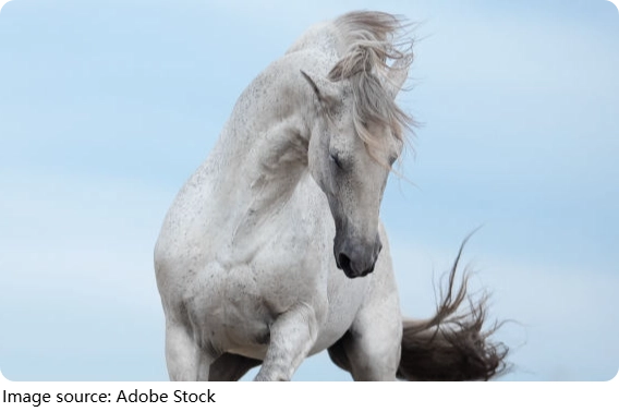 Horses Remember Your Face