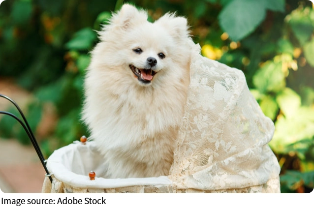 Dog Life Secrets
