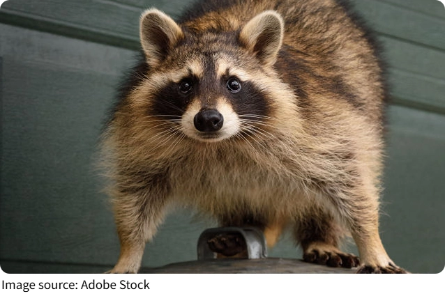 Raccoon Behavior Unveiled