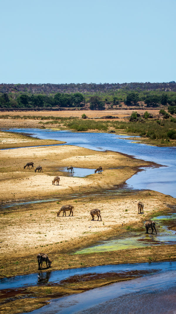 South Africa Safari Guide!