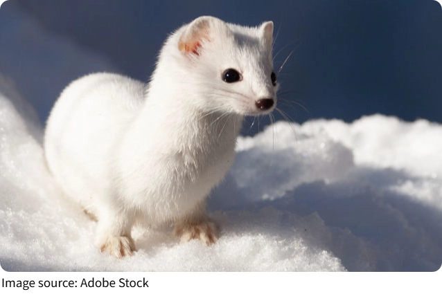 Por que seu gatinho te ama?