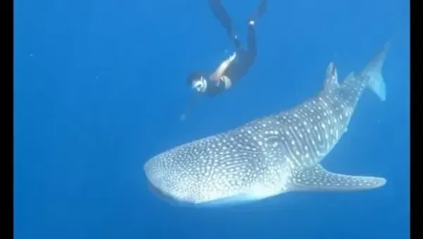 Gisel berenang bersama hiu paus di Gorontalo.