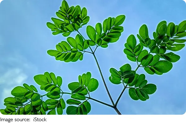 Fake Leaves That Breathe CO₂