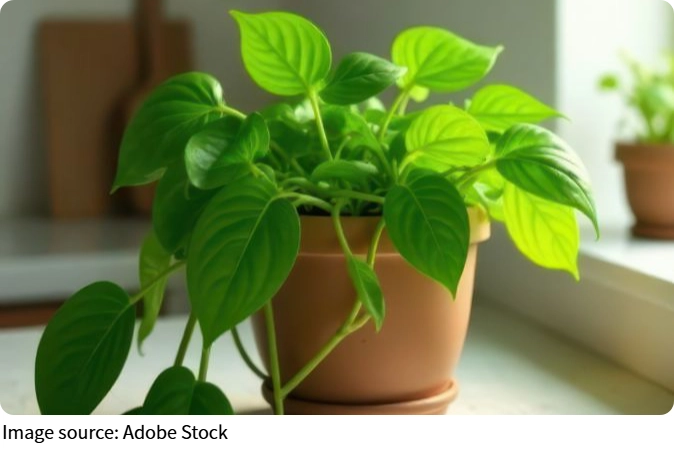 Đặt Cây Trên Bàn Làm Việc