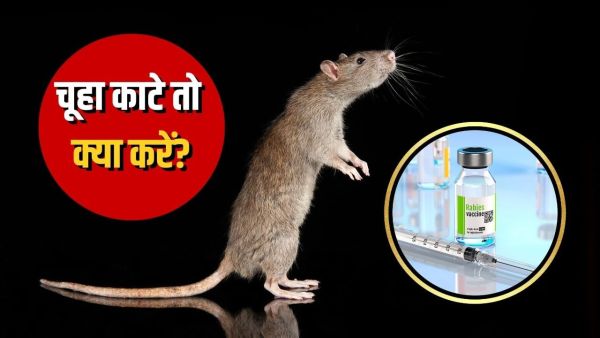 Can mice bite also cause rabies? When does the need to take the vaccine? Can mice bite also cause rabies? When does the need to take the vaccine?