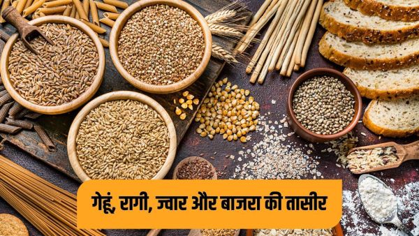 Wheat, ragi, jowar and millet ... what to eat in which season? Understand experts