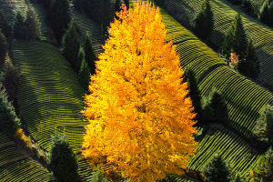 Plantas em risco