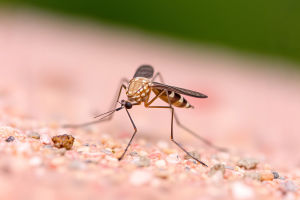 Dengue Vaccine Facts!