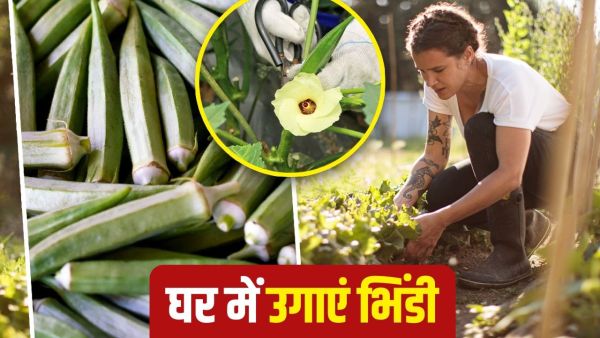 Grow Bhindi at Home: Plant will be overed with lady finger, to harvesting from soil and water, know everything related to care