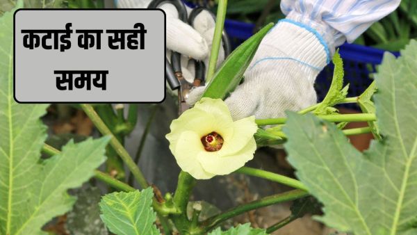 Okra plant harvesting