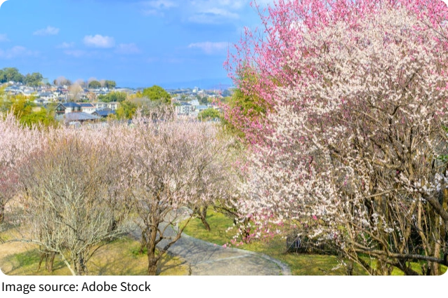 Kyushu’s Soft Coast