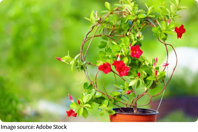 Un jardin en fleurs