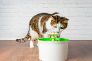 Flow for Healthy Pets