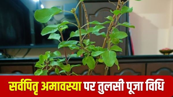 Sarva Pitru Amavasya 2025: Troubles will be overcome by Tulsi Puja on Sarvapritri Amavasya, happiness and prosperity will come in life!