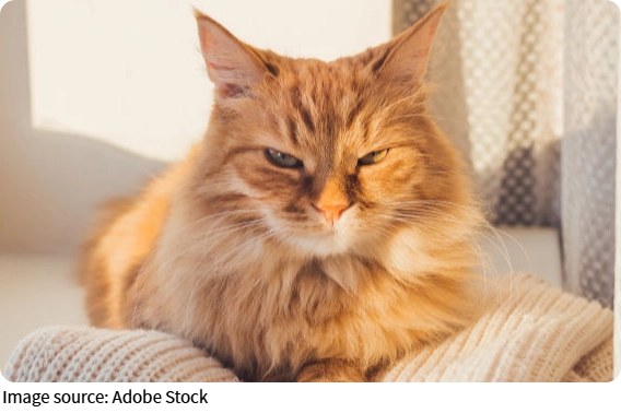 Avoid Pet Scam Pitfalls