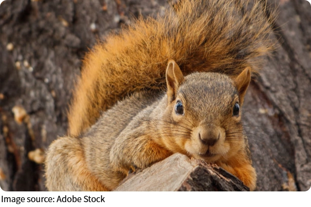 Esquilos Inteligentes