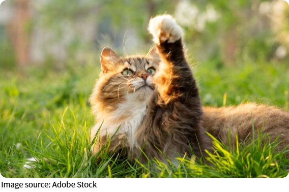 Свежесть корма