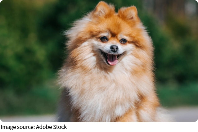 Fotos de Mascotas Únicas