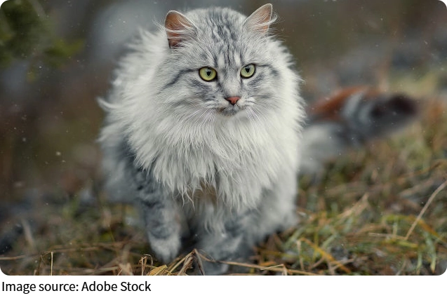 Rescue Adoption Culture