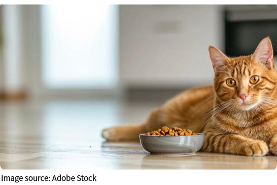 Elevated Bowls, Happier Pets