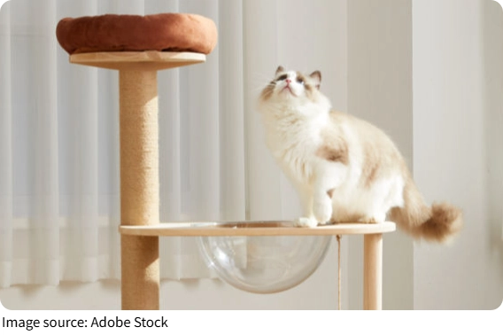 Por que seu gatinho te ama?