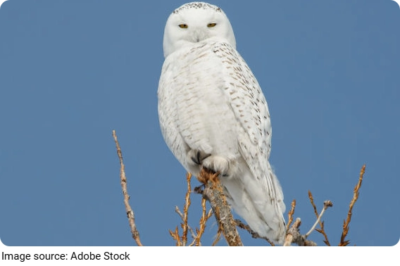 Cú tuyết Bắc Cực