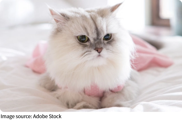 Кошки против одиночества