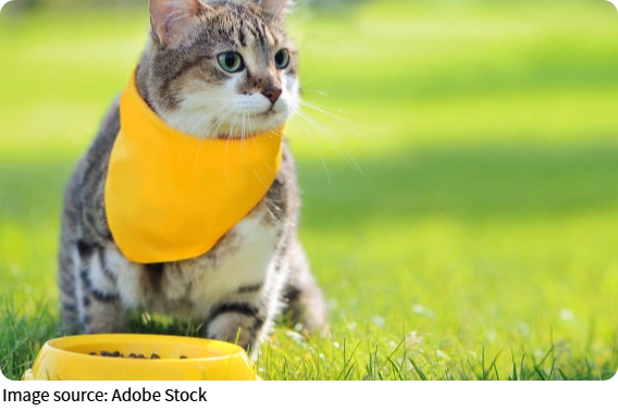 Animais que curam a mente