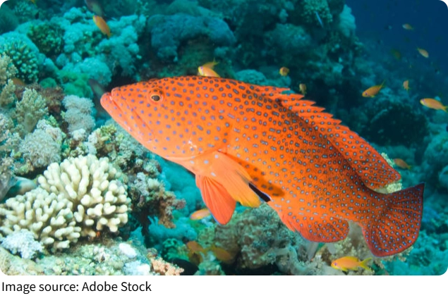 Orfozların Dünyası