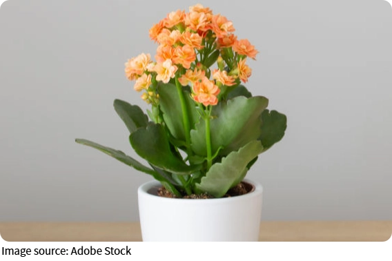 Yeşili Mekanınıza Taşıyın