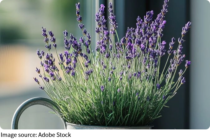 Plantas para el Bienestar
