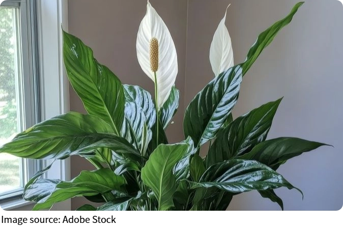 Top Indoor Plants