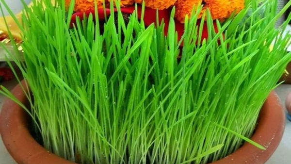 What to do with khetri after Navratri Puja