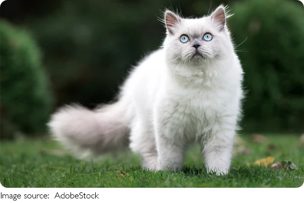 Умный дом для кота