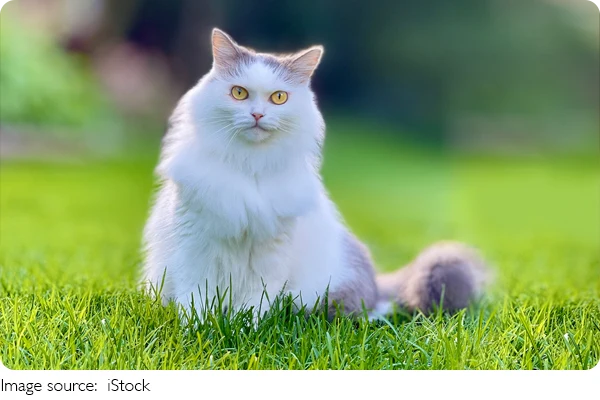 Seu gato te reconhece?