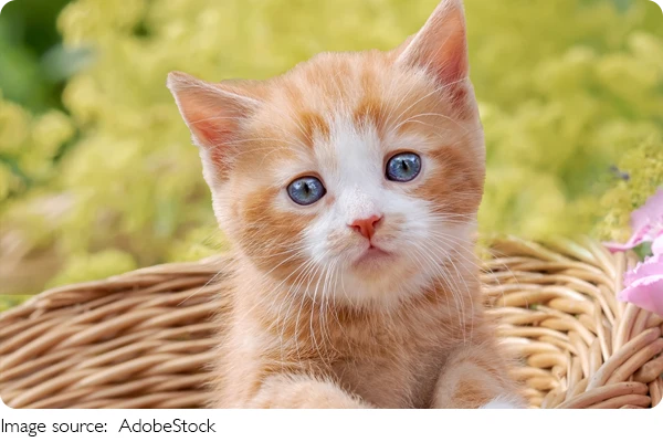 Жизнь без шерсти