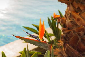 Tropical Plants
