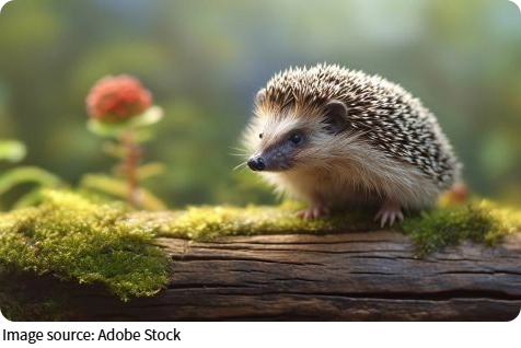 Why Hedgehogs Curl Up